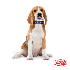 Collar De Lujo Para Perros Mayoristas PetOutlet