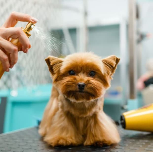 Colonia PET CARE para mascotas aroma a vainilla 175ml - Imagen 3