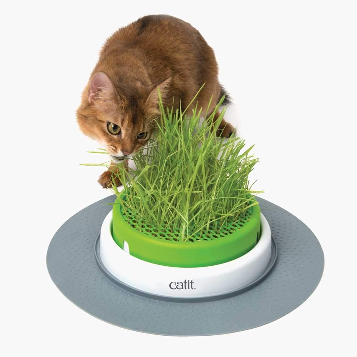 Catit Kit Hierba gatera de Plástico, Marrón, 18 Unidad (Paquete de 1) - Imagen 6