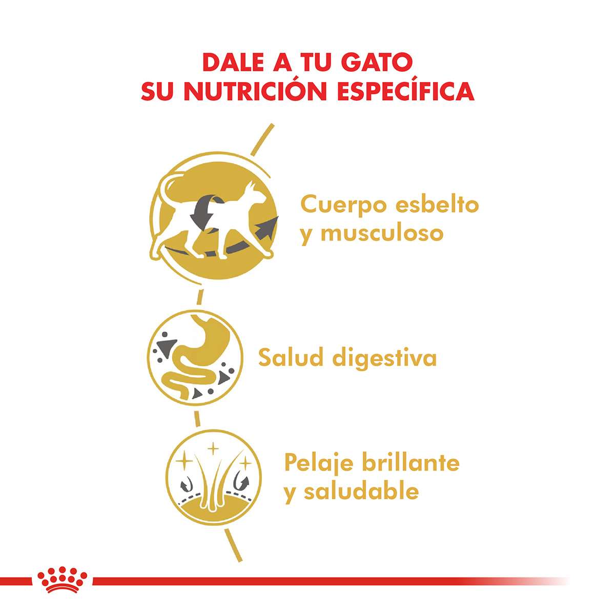 Royal Canin Siamese Adulto Alimento Seco para Gato | 1,5 y 7,5 kg - Imagen 2