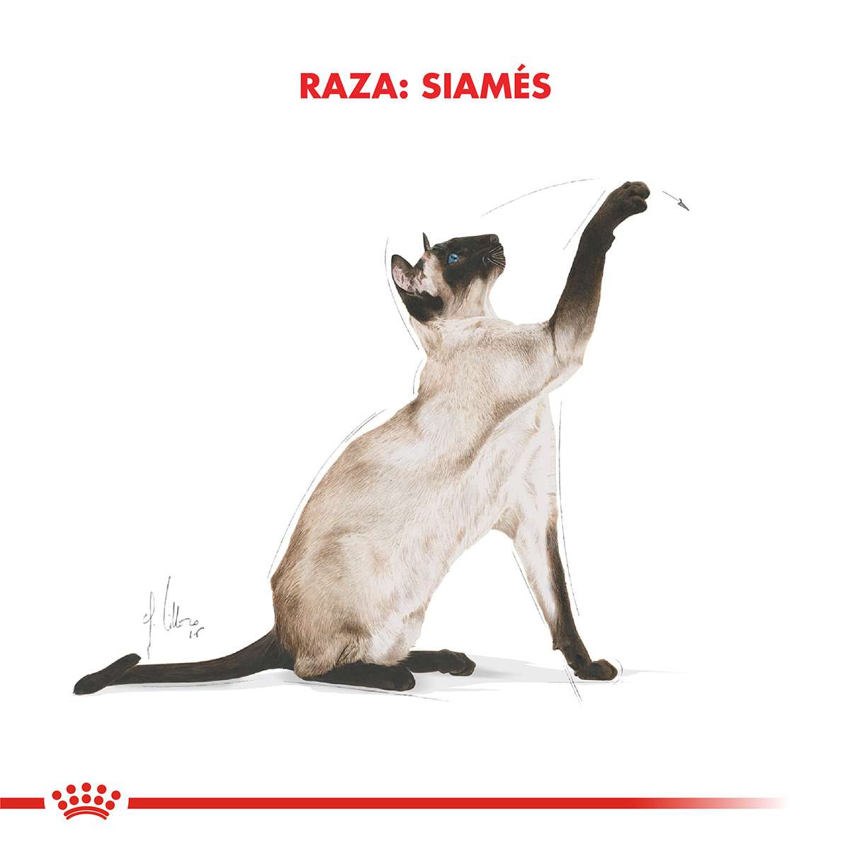 Royal Canin Siamese Adulto Alimento Seco para Gato | 1,5 y 7,5 kg - Imagen 5
