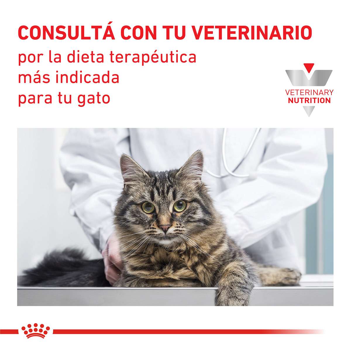 Royal Canin Urinary S/O Feline Alimento Seco para Gato | 1,5 y 7,5 kg - Imagen 6
