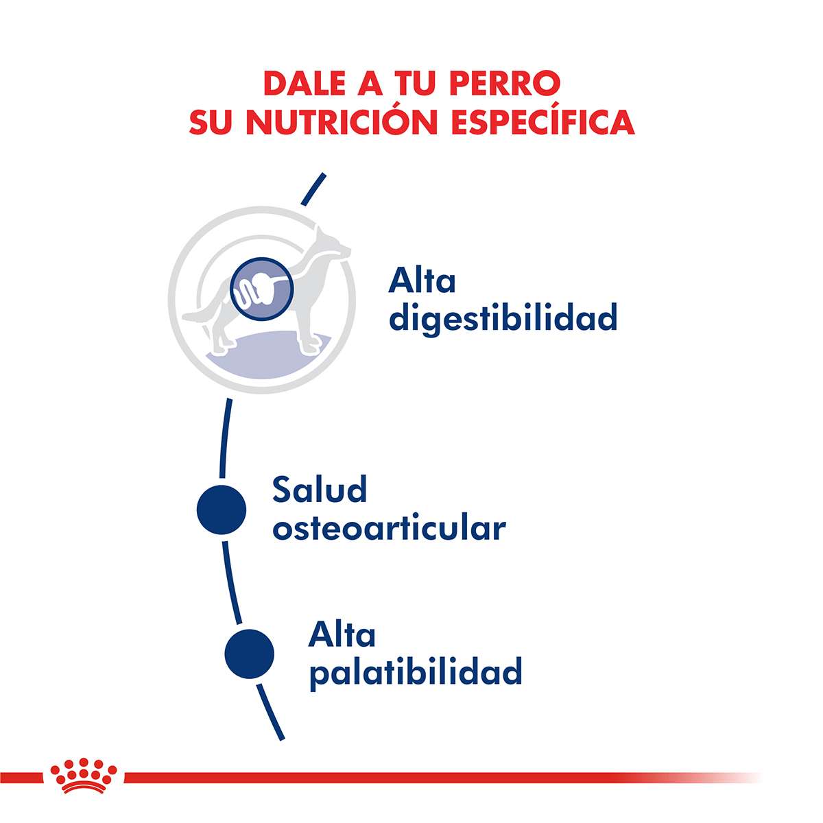 Royal Canin Maxi Adulto Alimento Seco para Perro | 3 y 15 kg - Imagen 2