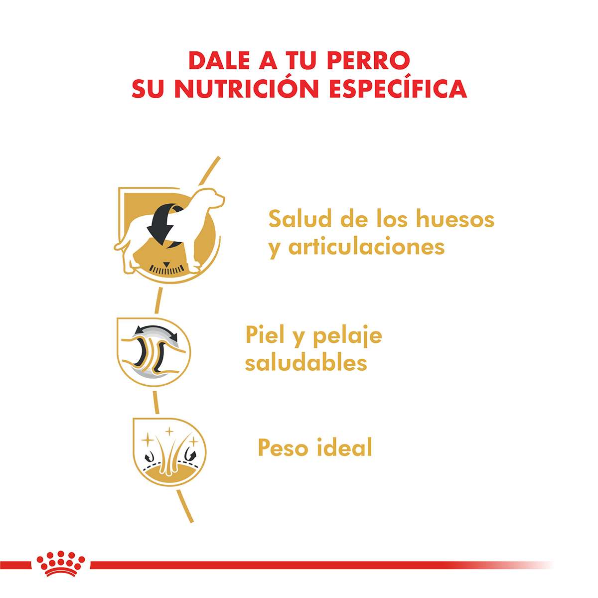 Royal Canin Labrador Retriever Adulto Alimento Seco para Perro | 12 kg - Imagen 2