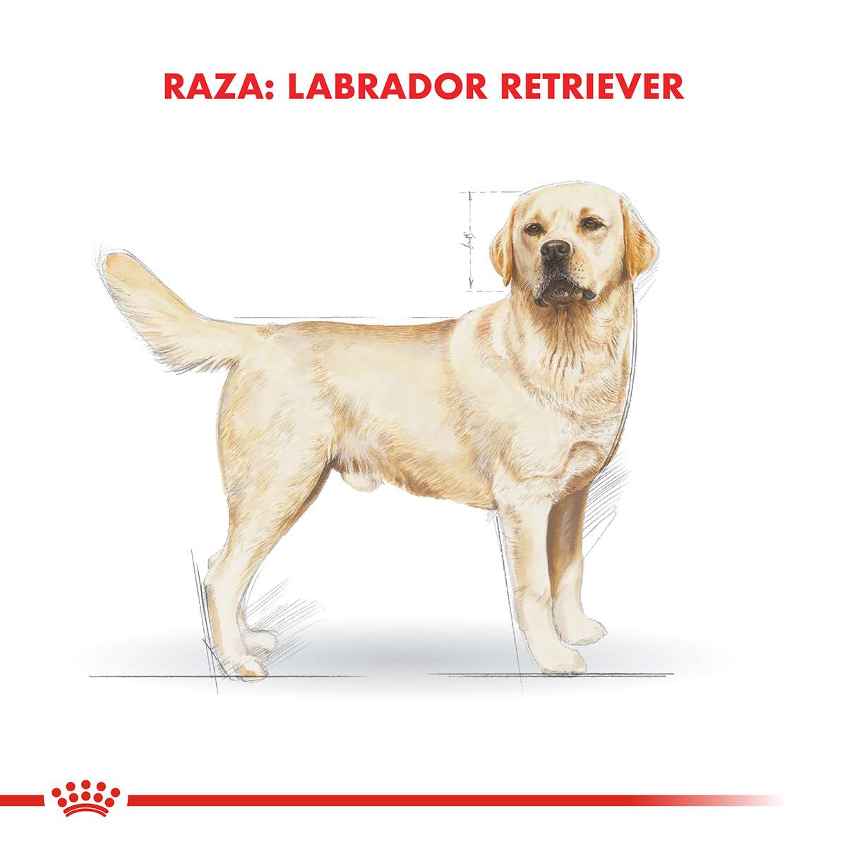 Royal Canin Labrador Retriever Adulto Alimento Seco para Perro | 12 kg - Imagen 5
