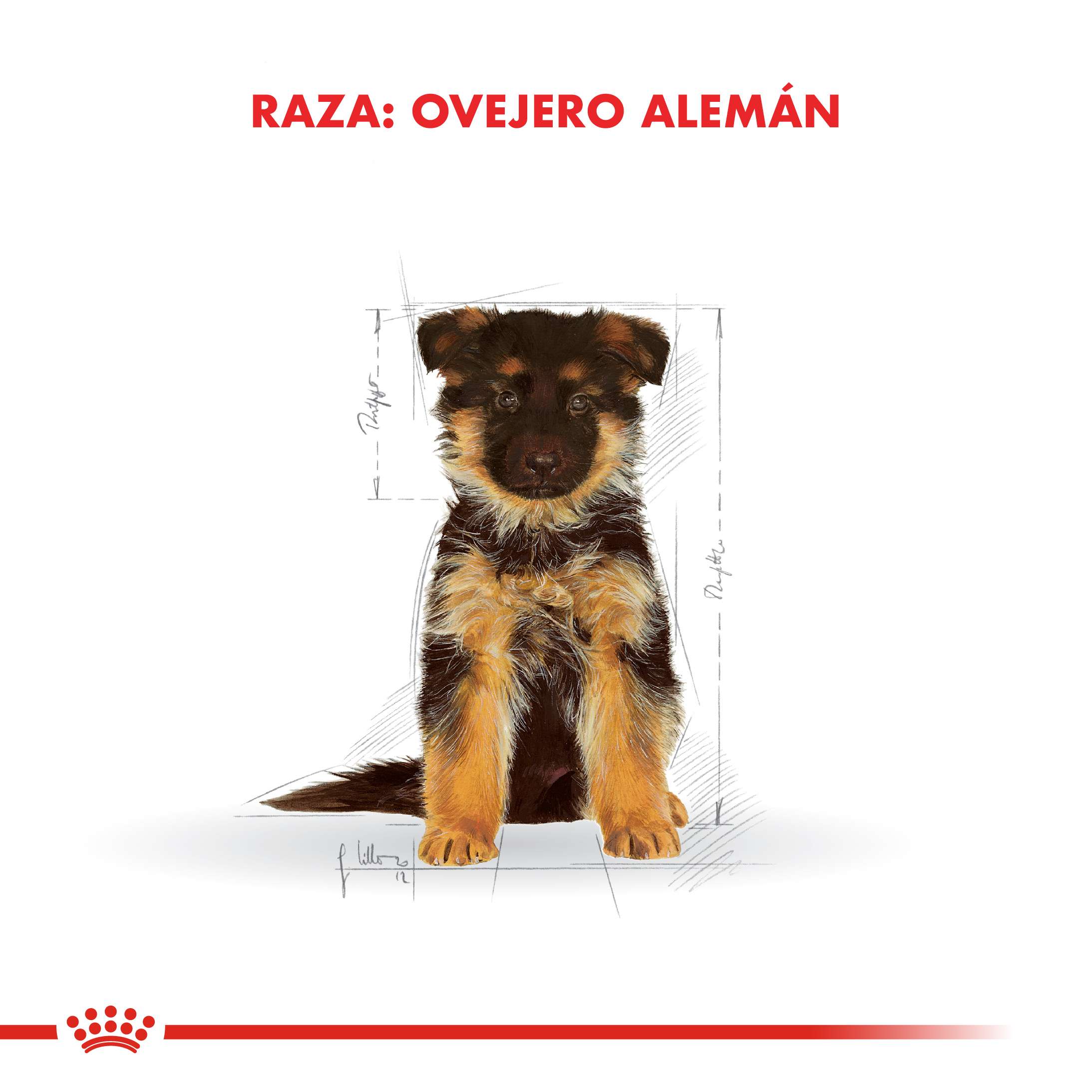 Royal Canin Ovejero Alemán Puppy Alimento Seco para Perro | 12 kg - Imagen 3