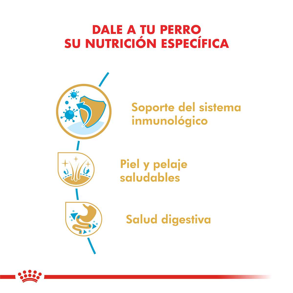 Royal Canin Golden Retriever Puppy Alimento Seco para Perro | 12 kg - Imagen 2