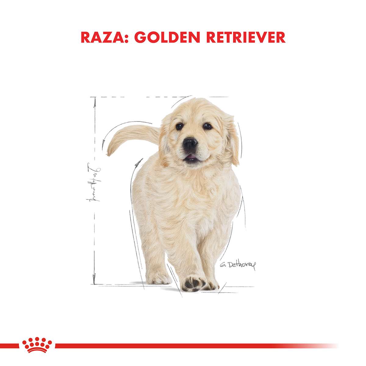 Royal Canin Golden Retriever Puppy Alimento Seco para Perro | 12 kg - Imagen 6