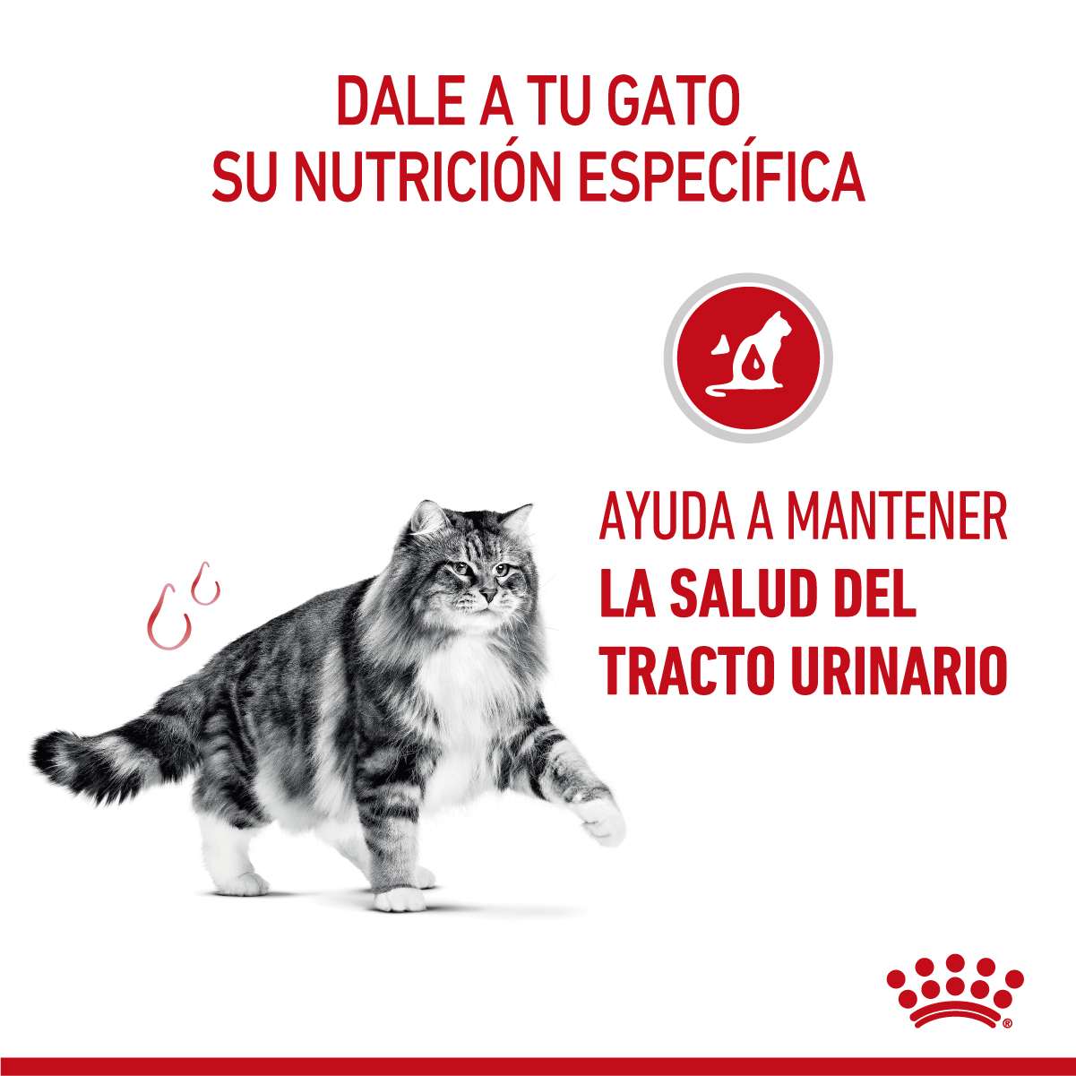 Royal Canin Urinary Care Alimento Seco para Gato | 1,5 y 7,5 kg - Imagen 2