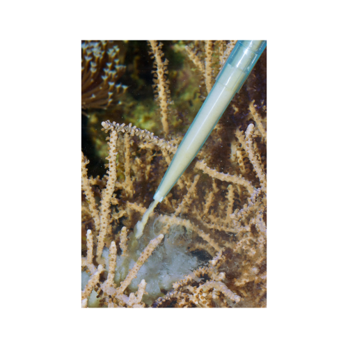 Pipeta para alimentar corales acuario marino. Aqua Medic 35cm - Imagen 3