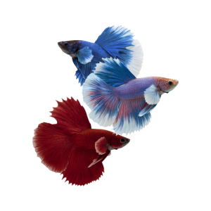 Betta Macho Dumbo