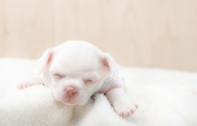 Shampoo Bobby -CACHORROS- 330ml - Imagen 3