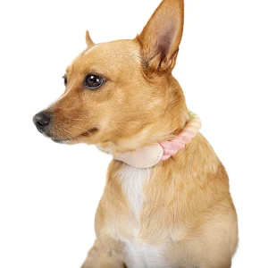 Collar Cuero Arcoíris