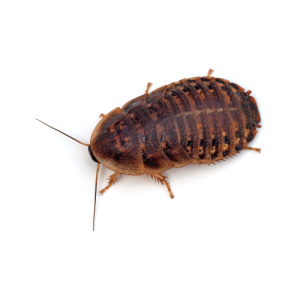 Cucarachas chicas alimento vivo para reptiles, erizos. x250 uni.