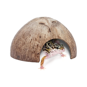 Cueva natural de coco para reptiles, roedores