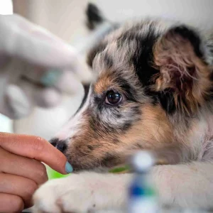 Consulta Veterinaria a Domicilio