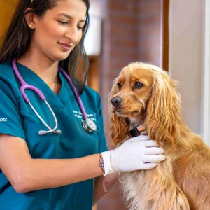Consulta Veterinaria Presencial en sede