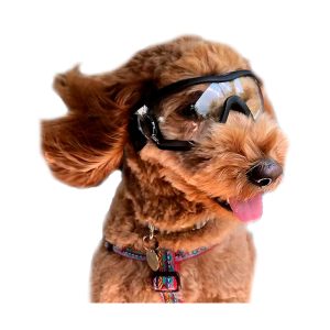 Gafas Transparentes Para Perro