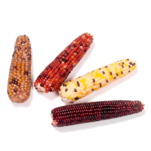 Mazorca Maíz Colores