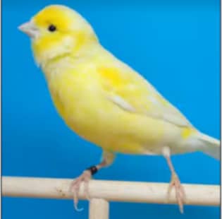 CANARIO AMARILLO PORTADOR BLANCO Nº11