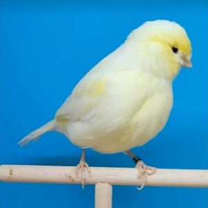 CANARIO AMARILLO PORTADOR BLANCO Nº92