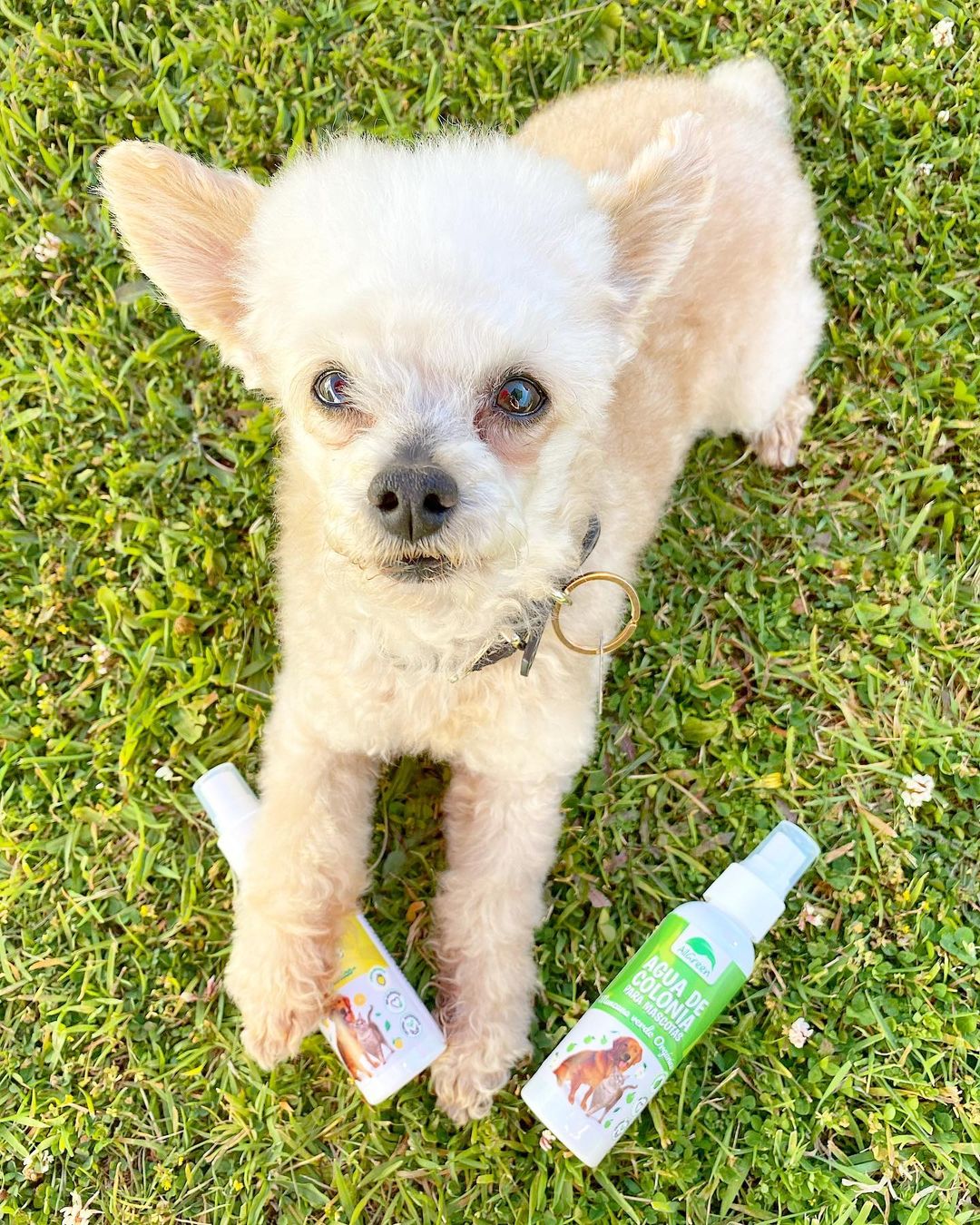 Agua De Colonia Eucalipto Orgánico 100 Ml - Imagen 2