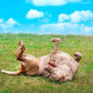 Día de sol para tu mascota