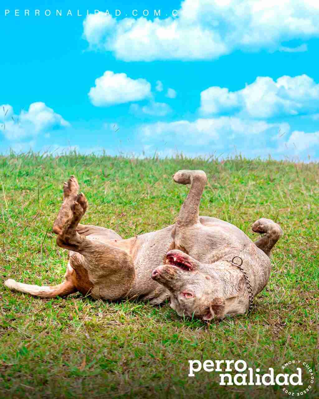 Día de sol para tu mascota