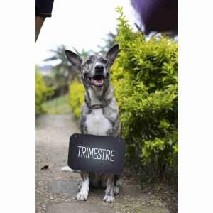 Plan guardería canina Trimestral