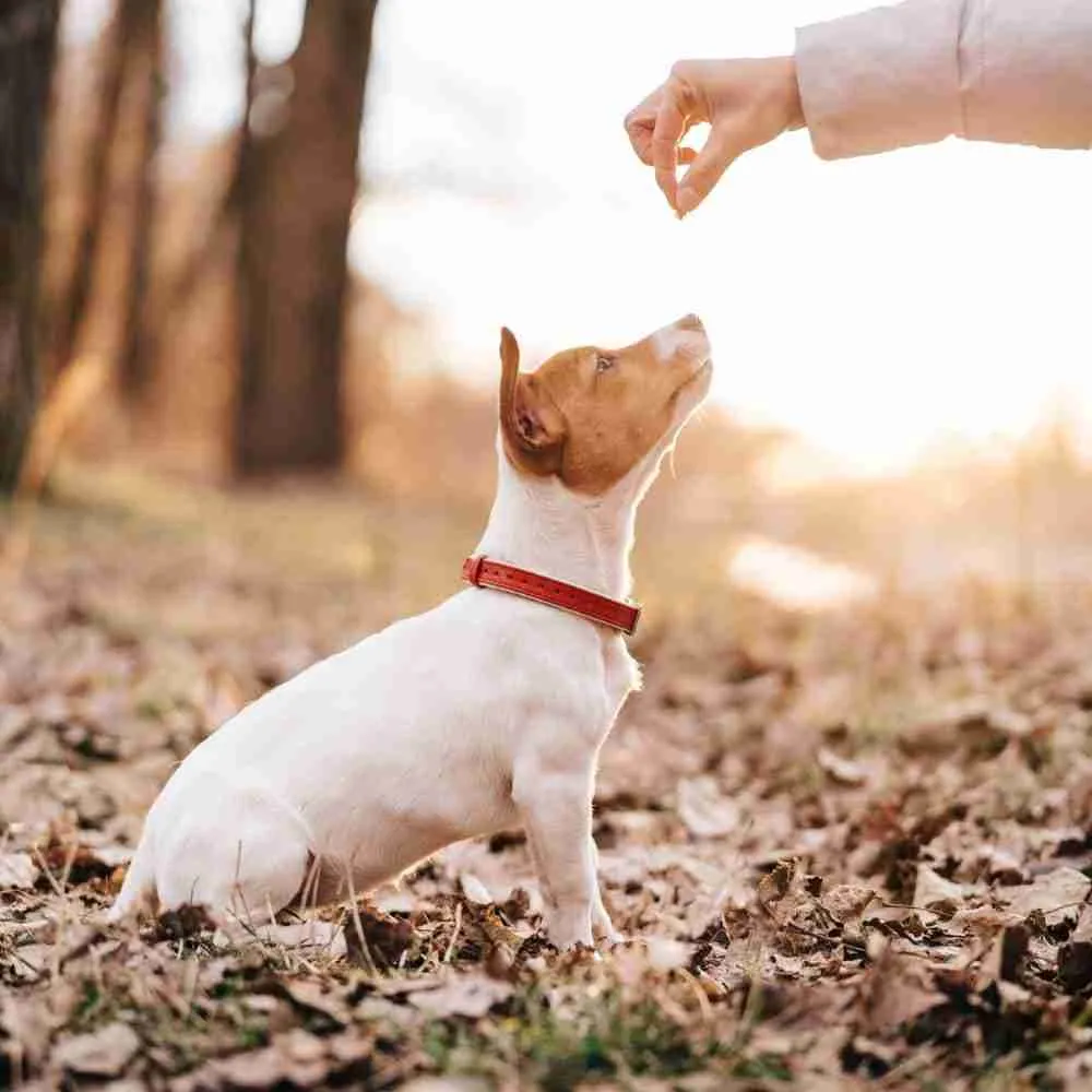 Plan ¡Perro bien Portado!