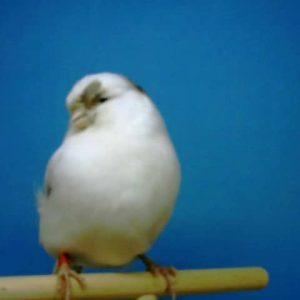 Canaria gloster blanca pía