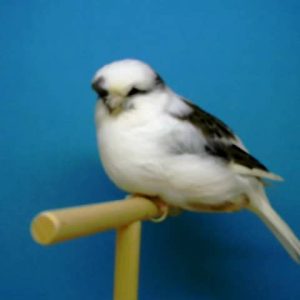 Gloster color blanco pía