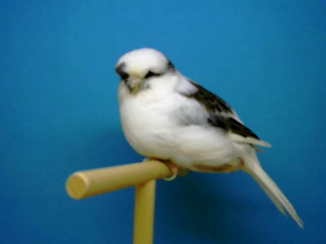 Gloster color blanco pía