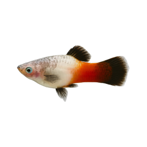 Platy Tricolor