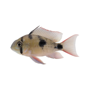 Cíclido enano Ramirezi Rojo