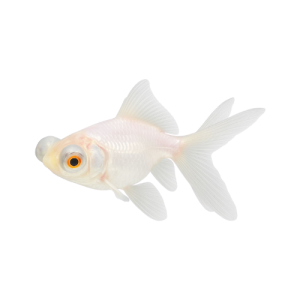 Carassius Telescópico Blanco T3, 7-9cm