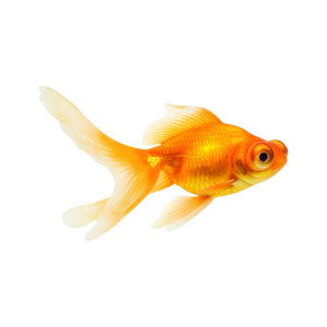 Carassius Telescópico Naranja T3, 7-9cm