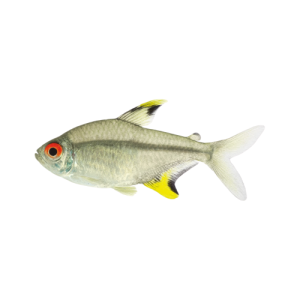Tetra Limón