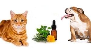 Esencias Florales Personalizadas En Gotas 30 ml*