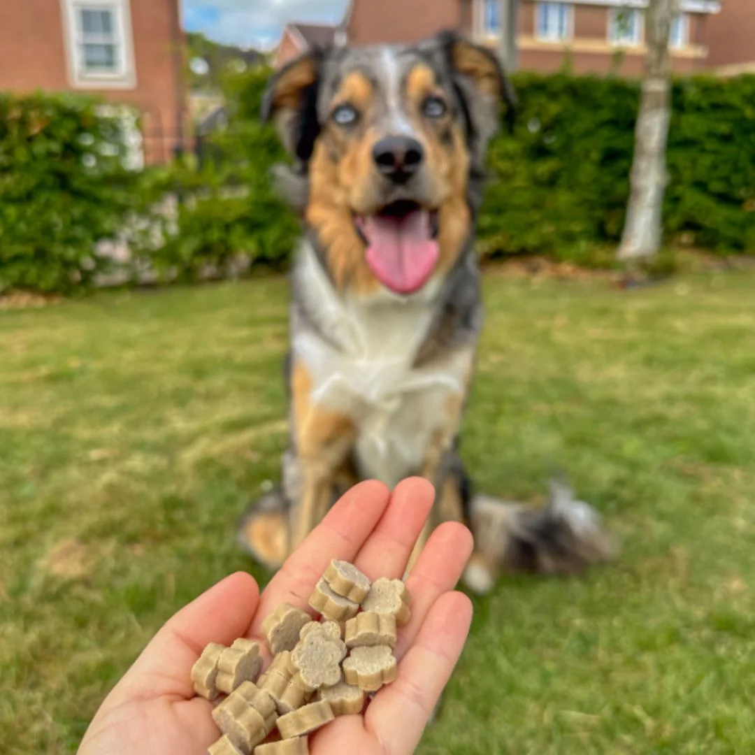 Chuches Naturales para Perros de Piña y Coco - Imagen 4
