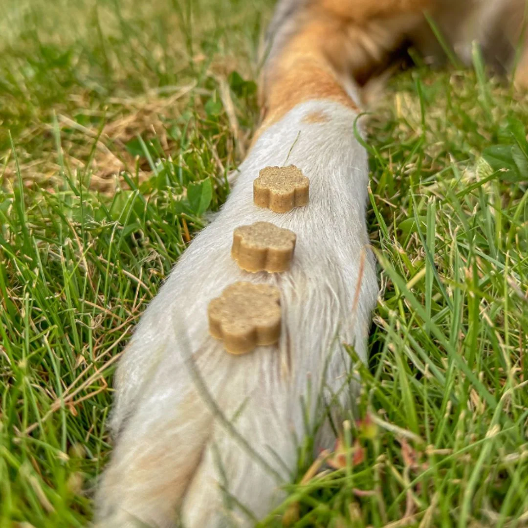 Chuches Naturales para Perros de Jengibre - Imagen 4