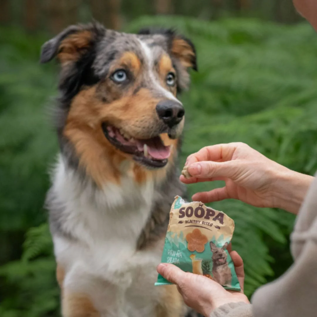 Chuches Naturales para Perros de Jengibre - Imagen 5