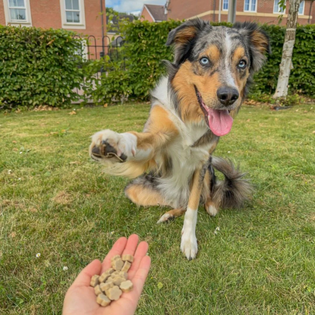 Chuches Naturales para Perros de Jengibre - Imagen 6