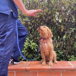 Consulta Etológica a Domicilio