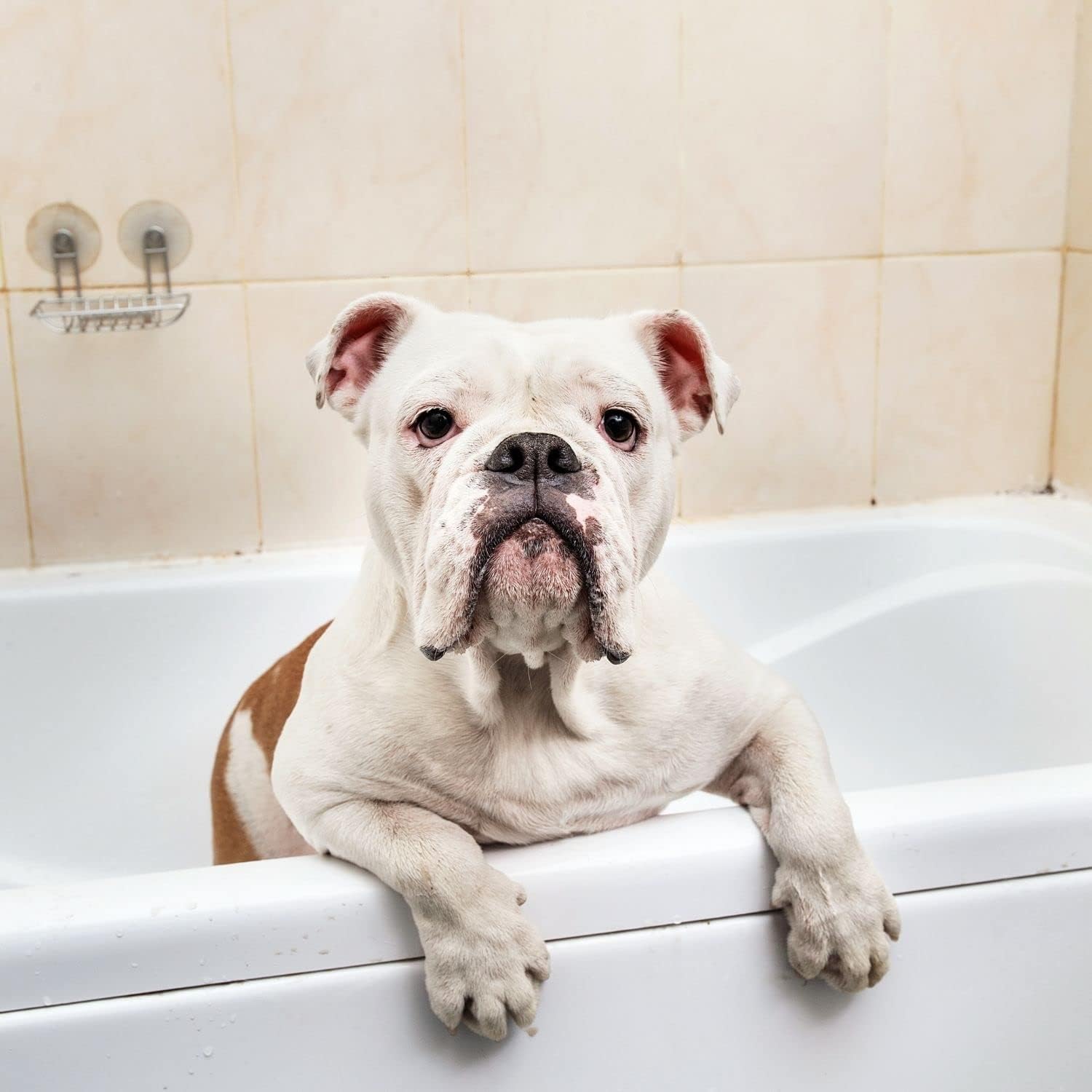 Champú para gatos pelo blanco Aure 1L desenreda y aporta suavidad - Imagen 7