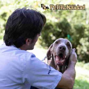 Consulta etológica o de comportamiento canino