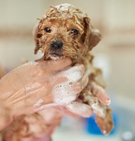 Shampoo FRESH CAN -CACHORROS- 3O0ml - Imagen 3