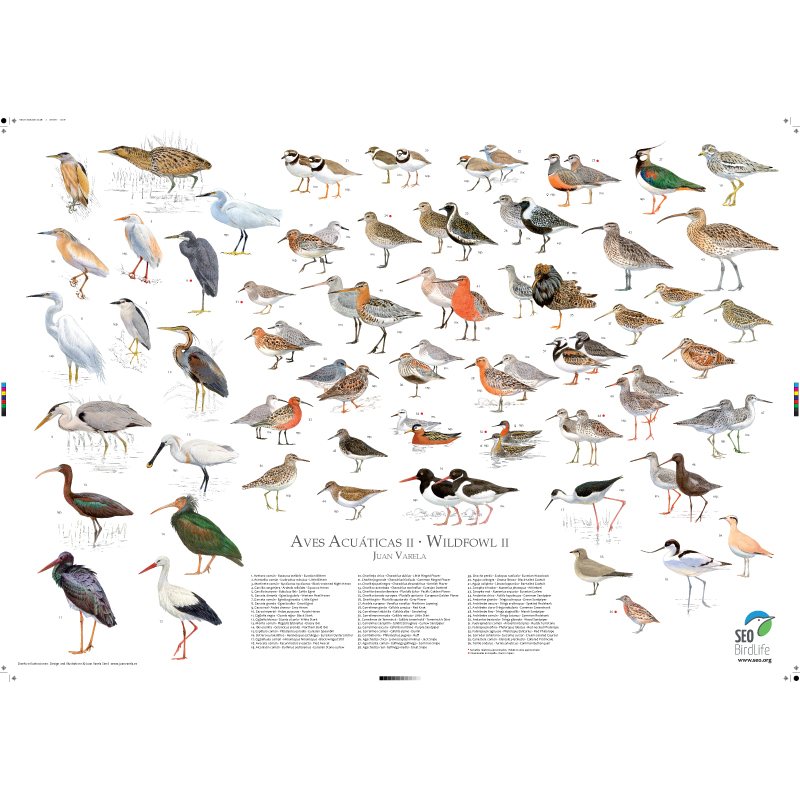 Póster Aves acuáticas II